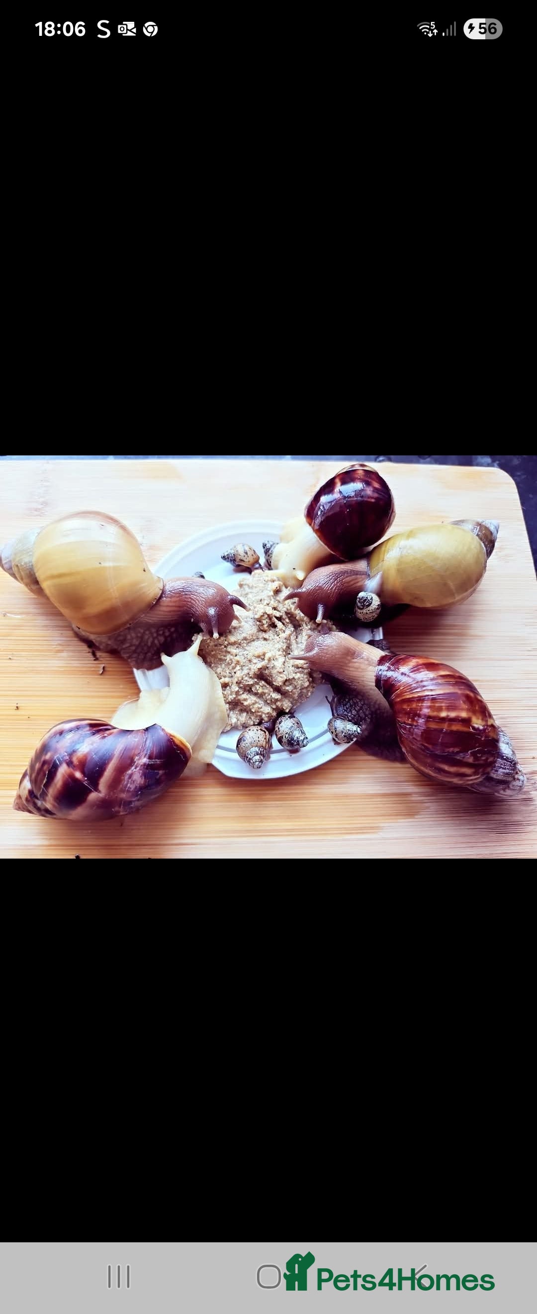 Snails invertebrates Giant African Land Snails  - Advert 8