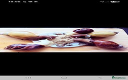 Snails invertebrates for sale: Giant African Land Snails  - Image 1