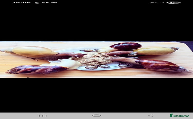 Snails invertebrates - Advert 1