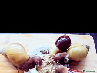 Snails invertebrates - Advert 6