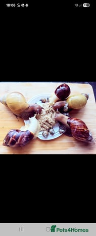 Snails invertebrates - Advert 1