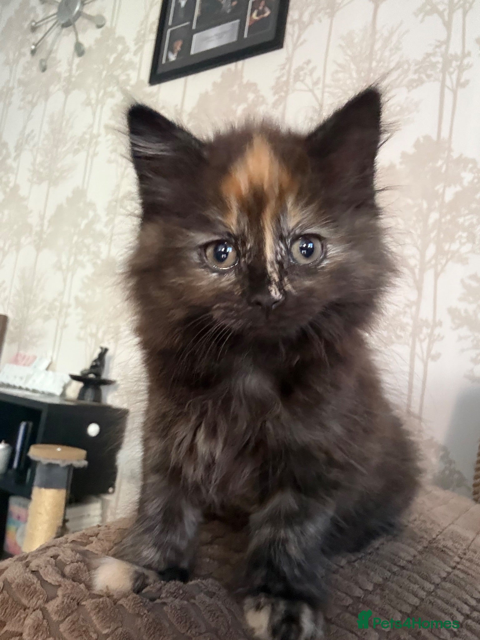 Mixed Breed cats Mixed breed long hair tortoise  - Advert 2