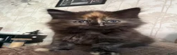 Mixed Breed cats for sale: Mixed breed long hair tortoise  - Advert 1