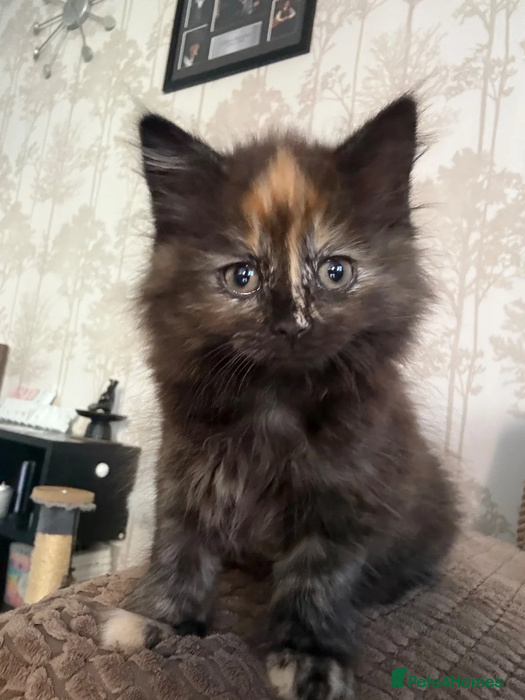 Mixed Breed cats for sale: Mixed breed long hair tortoise  - Advert 1