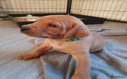Labrador Retriever dogs for sale: **Only 2 Girls Left** Fox Red Labrador Puppies - Image 23