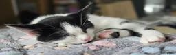 Turkish Angora cats for sale: 5 wonderful fur babies (4girls,1boy) - Advert 16