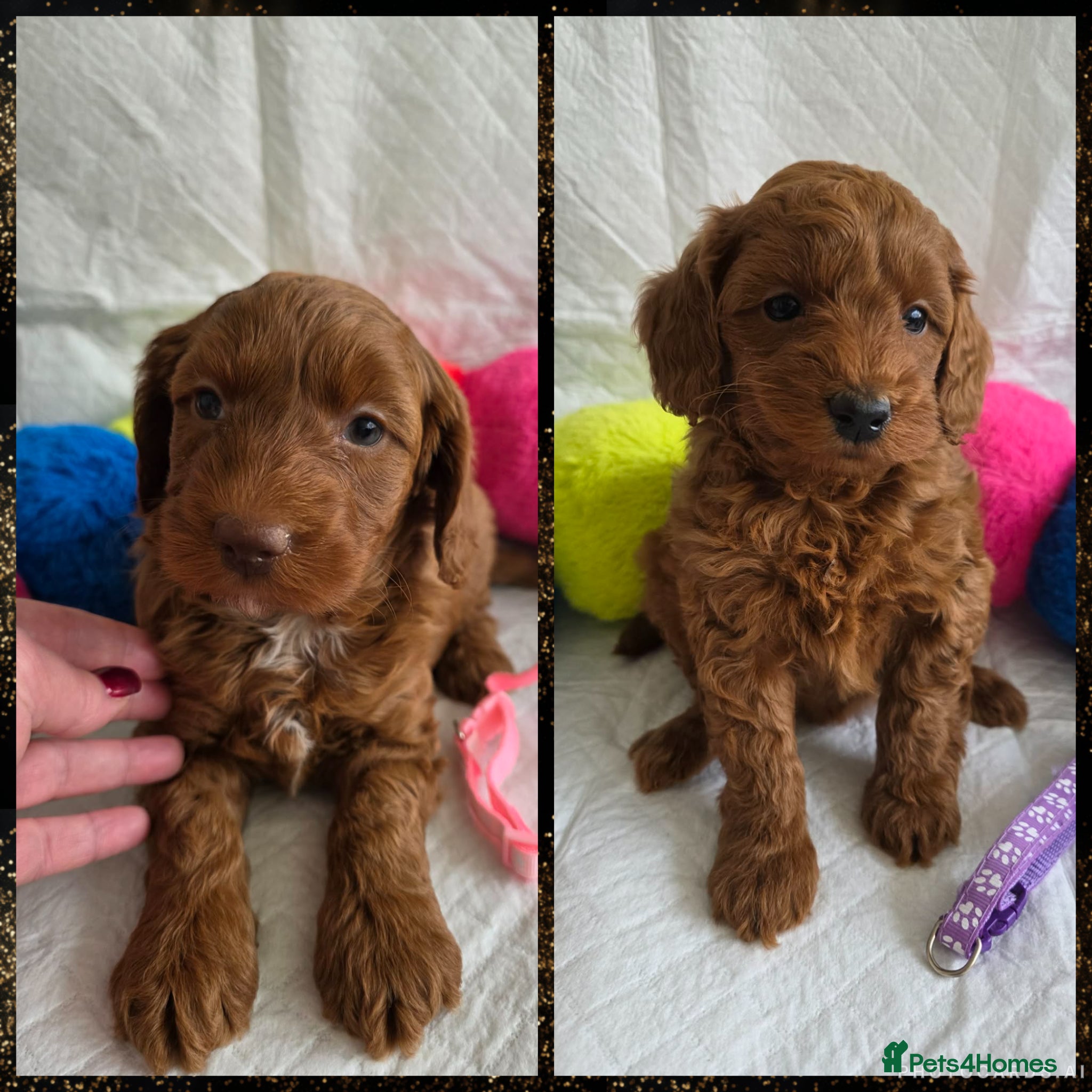 Goldendoodle dogs 👑 Deep Red Australian Double Doodles Multigen👑 - Advert 3