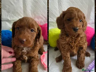 Goldendoodle dogs 👑 Deep Red Australian Double Doodles Multigen👑 - Advert 14