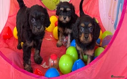 Cavapoo dogs for sale: Cavapoo rare black &tan health tested  - Image 28