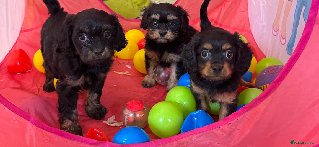 Cavapoo dogs for sale: Cavapoo rare black &tan health tested  - Image 28