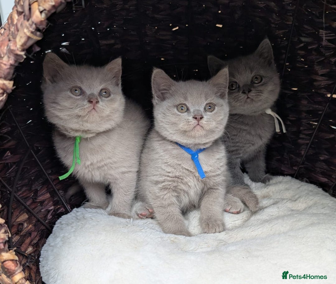 British Shorthair cats for sale: 💙💜GCCF REGISTERED KITTENS💜💙 - Image 5