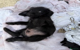 Doxiepoo dogs for sale: Daxi poos - Image 19