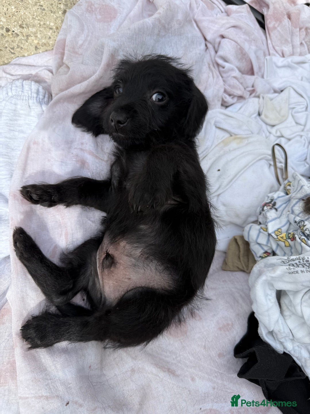 Doxiepoo dogs for sale: Daxi poos - Image 19
