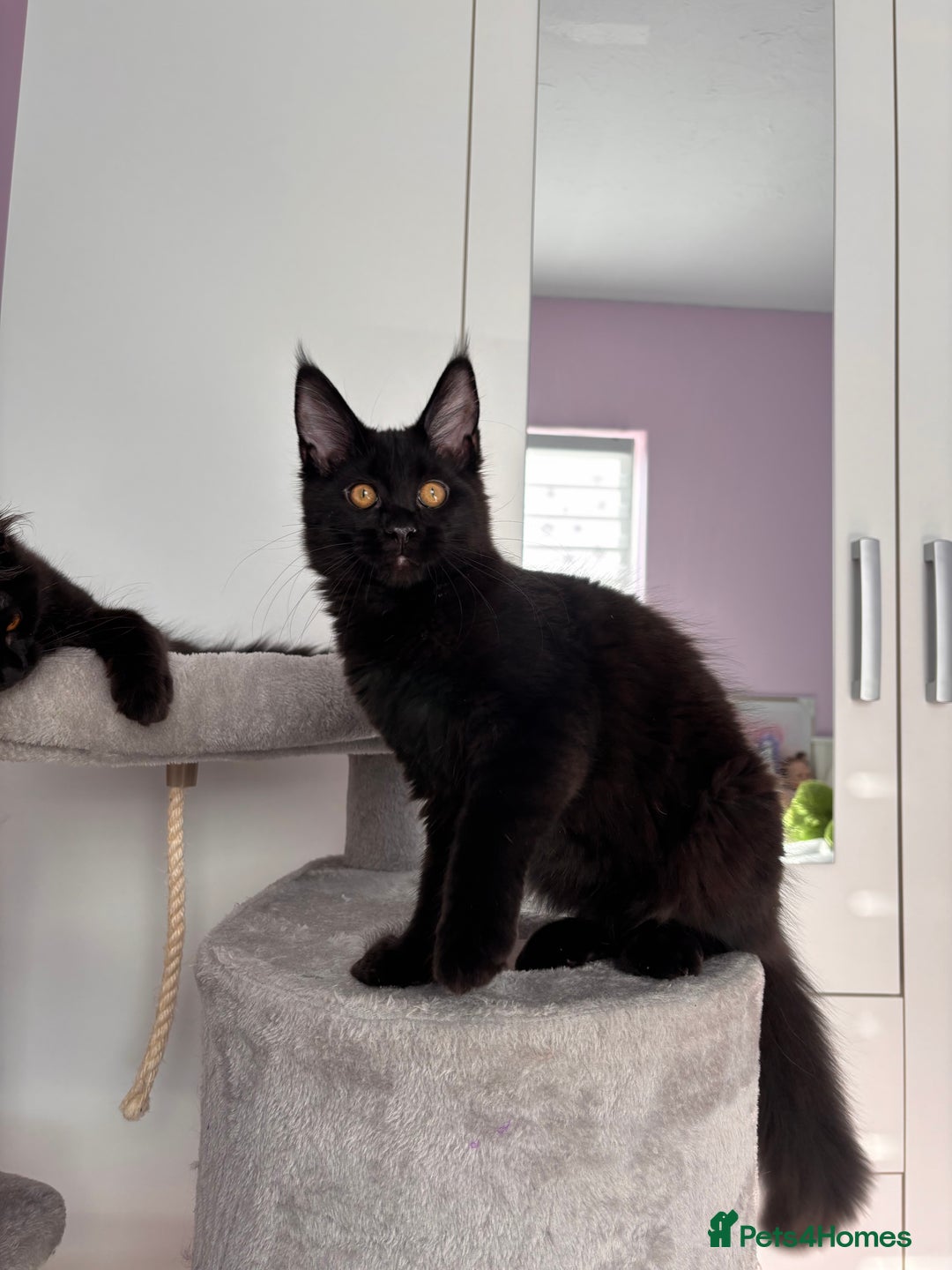 Maine Coon cats for sale: ✨7 Pure Bred Maine Coon Kittens✨ - Advert 19