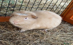 Guinea Pig rodents for sale: Sweet guinea pig boys to rehome. - Image 1