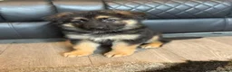German Shepherd dogs for sale: Stunning German shepherd pups in Chorley - Advert 4
