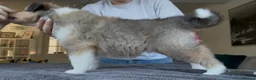 Rough Collie dogs for sale: Shaded Sable Rough Collie puppies  - Advert 5