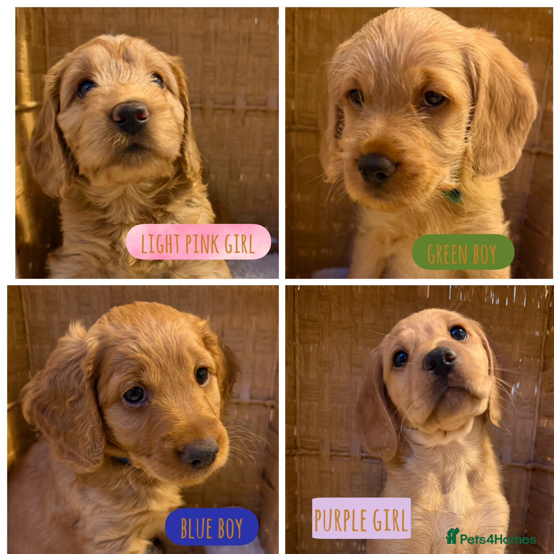 Mixed Breed dogs Ready on THURSDAY!!! For their forever homes  - Advert 12