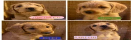 Mixed Breed dogs for sale: ‼️1 boy and 1 girl ‼️AVAILABLE NOW!!!   - Advert 17
