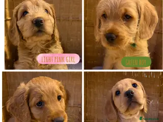 Mixed Breed dogs Ready on THURSDAY!!! For their forever homes - Advert 12