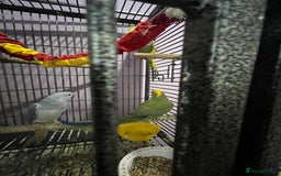 Ringnecks birds for sale: Ring necks for sale different colours  - Image 12
