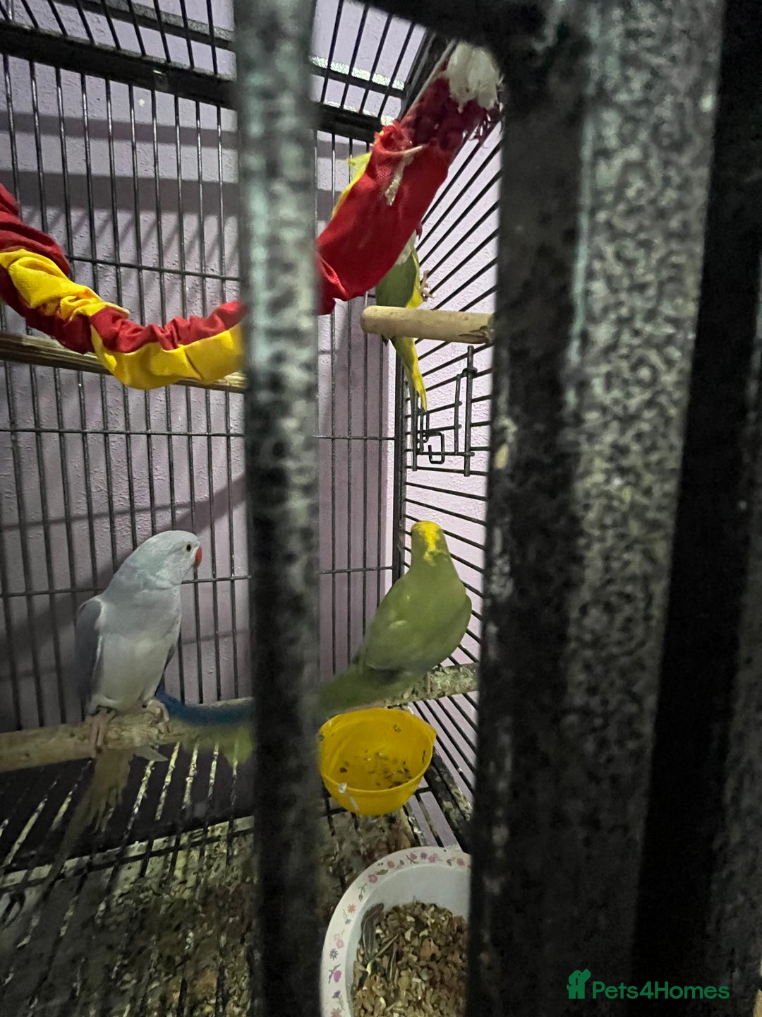 Ringnecks birds for sale: Ring necks for sale different colours  - Image 12