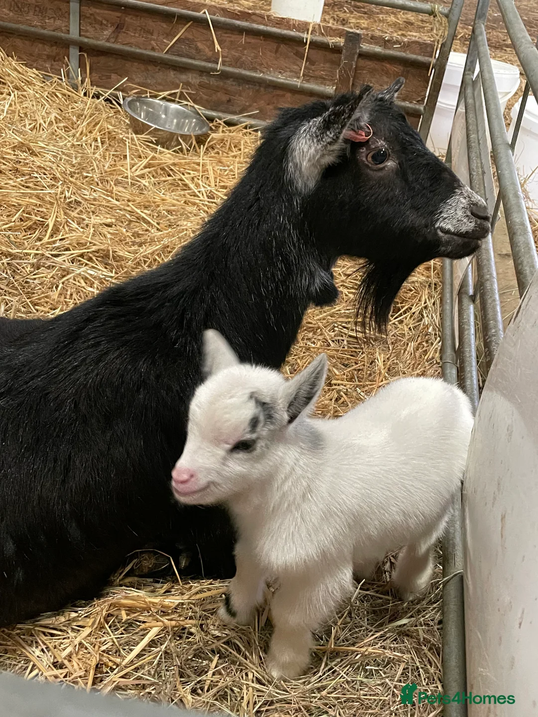 Goats livestock for sale: Disbudded Pygmy Goat Kids - Advert 4