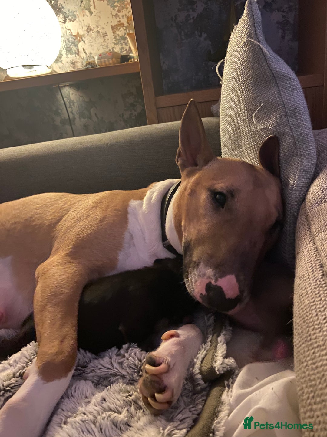 English Bull Terrier dogs for sale: Two female pups for sale - Advert 1