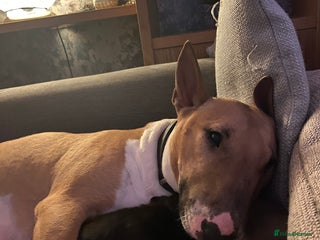 English Bull Terrier dogs Two female pups for sale - Advert 12