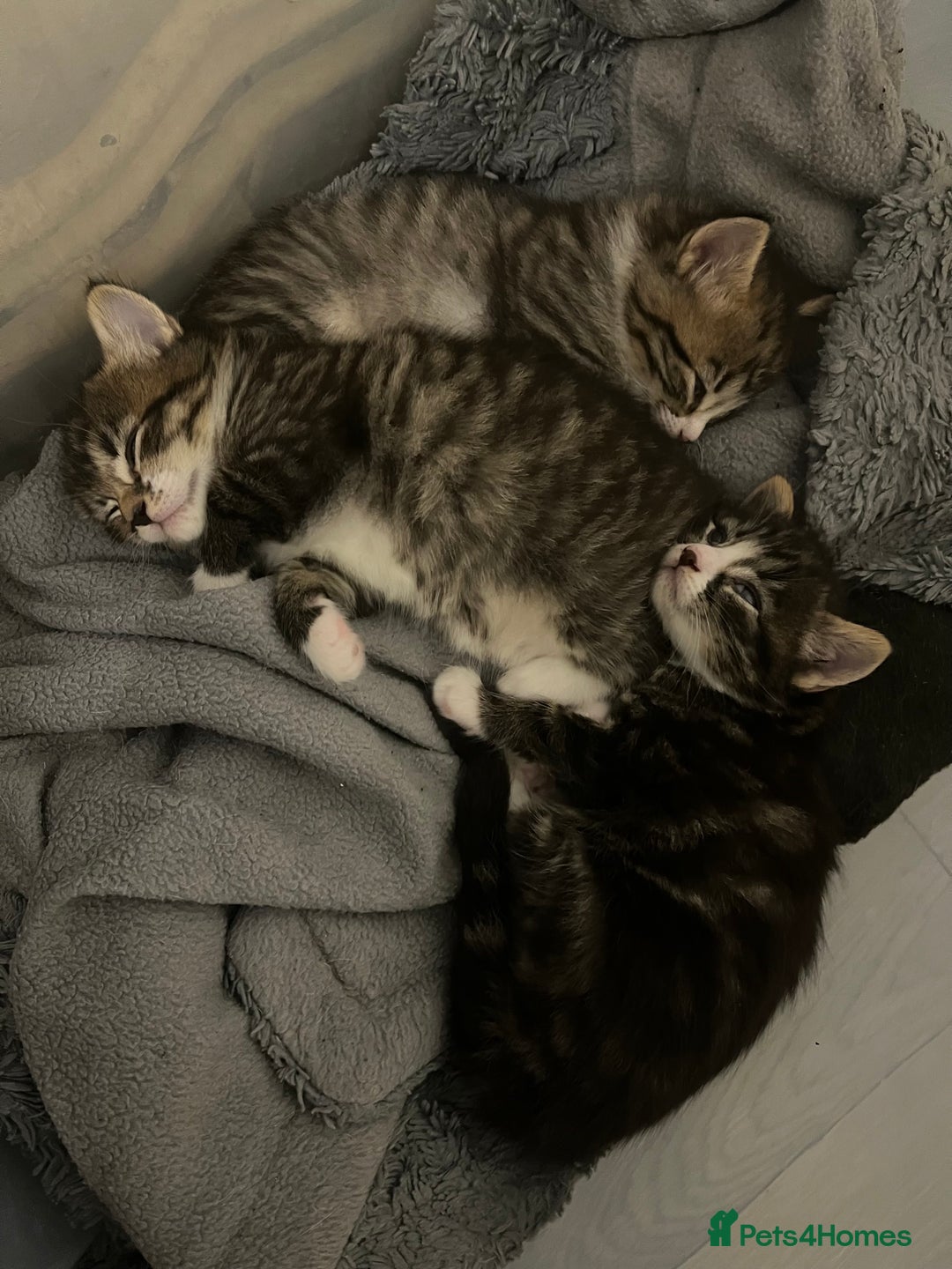 Mixed Breed cats for sale: 3 Healthy, Playful Kittens  - Image 10