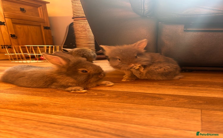 Mini Lion Lop rabbits - Advert 1