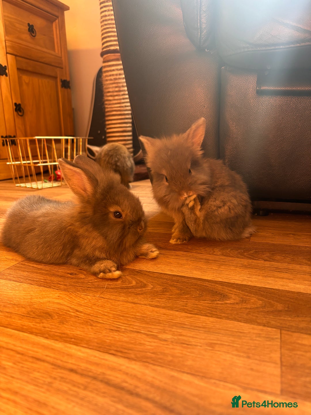 Mini Lion Lop rabbits for sale: 2 stunning babies looking for there forever home  - Image 1