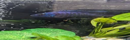 Cichlids fish for sale: African cichlid fish for sale  - Advert 2