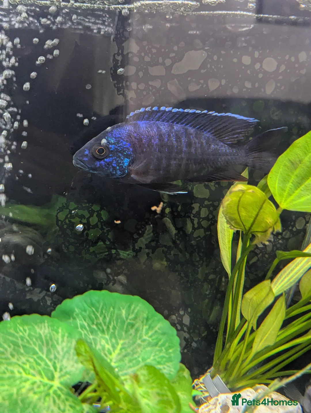Cichlids fish for sale: African cichlid fish for sale  - Advert 2