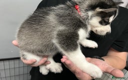 Siberian Husky dogs for sale: Beautiful Husky Puppies – Ready in 2 Weeks!  - Advert 4