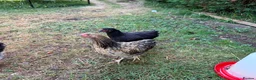 Chickens poultry for sale: Bantam chickens & cockerel  in Oxford - Advert 4