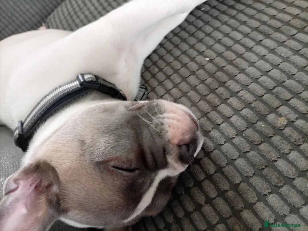 Mixed Breed dogs for sale: Xlfrench bulldog x shar pei - Advert 2