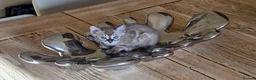 Bengal cats for sale: Female Bengal kittens x3 TICA registered  - Advert 12