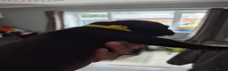 Staffordshire Bull Terrier dogs for sale: Staffordshire bull terrier pups in Leeds - Advert 30