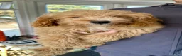 Shihpoo dogs for sale: ONE LEFT REDUCED Stunning Shihpoo FB1 Puppies - Advert 3