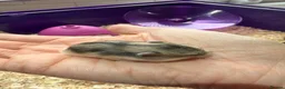 Hamster rodents for sale: 5 russian dwarf hamster pups - Advert 3