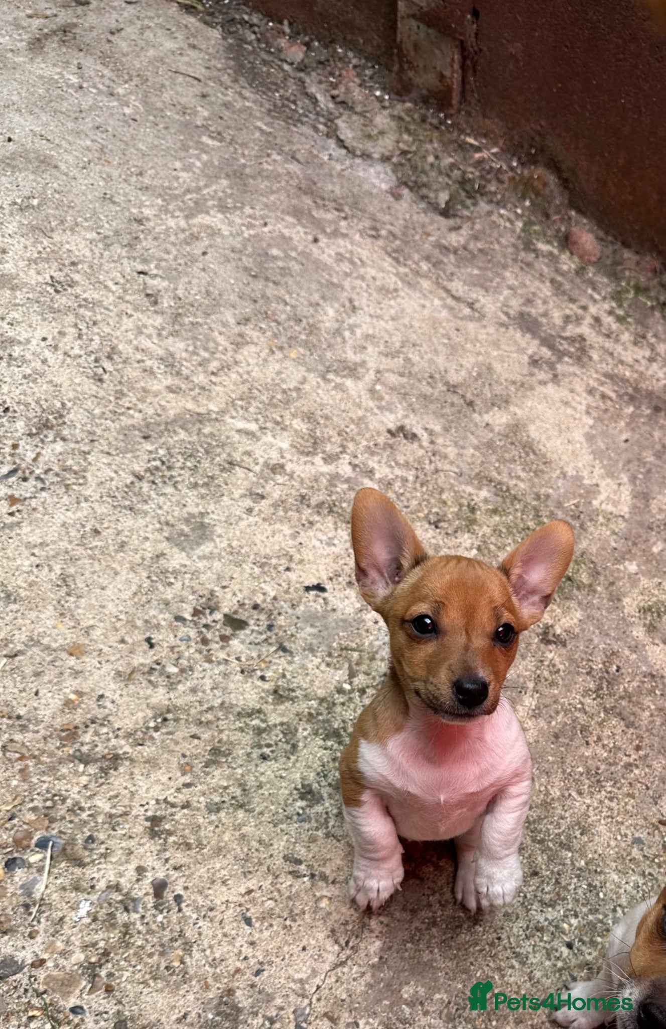 Jack Russell dogs Jack Russell girl  - Advert 4
