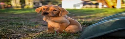 Goldador dogs for sale: Beautiful Red Goldador KC Reg Parents - Advert 3
