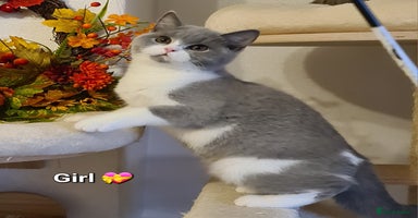 British Shorthair cats - Advert 5