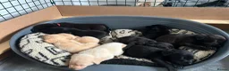 Labrador Retriever dogs for sale: Labrador Puppies - Advert 11
