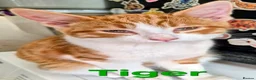 Mixed Breed cats for sale: Free to a good home - Advert 29