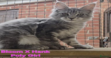 Maine Coon cats in Rotherham - Advert 7
