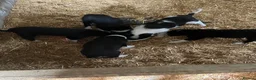 Border Collie dogs for sale: Working Collies - Advert 2