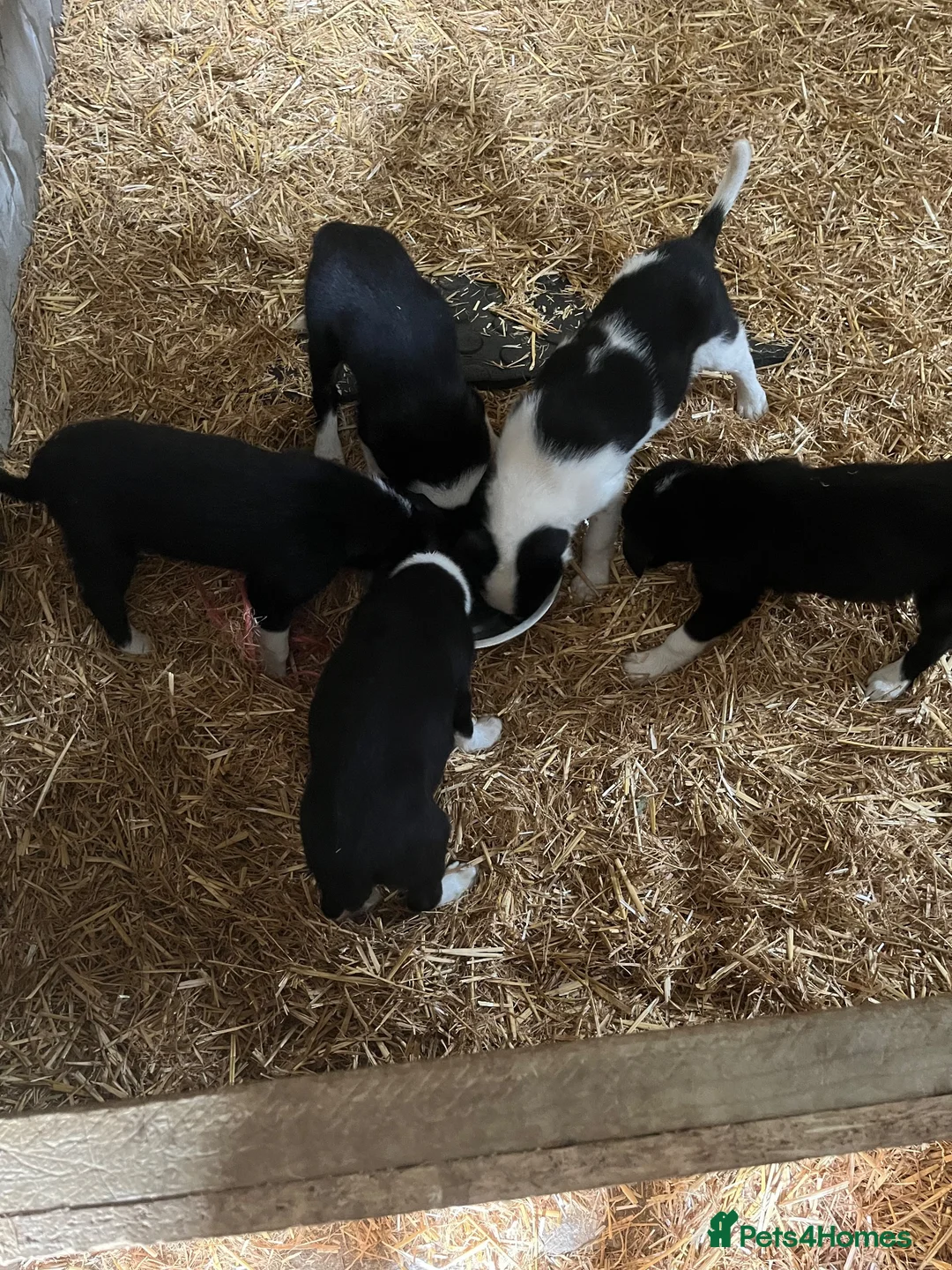 Border Collie dogs for sale: Working Collies - Advert 2