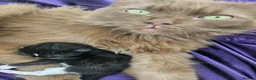 Ragdoll cats for sale: Cherubim Black Solid Mitted Girl HCM,PKD Certyfica - Advert 6
